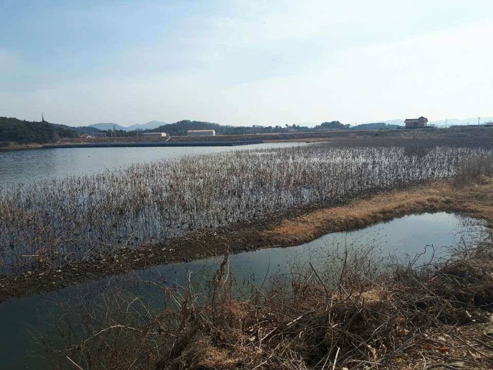 창녕권 낚시 스타트 (조황조행기 - 낚시점조황)