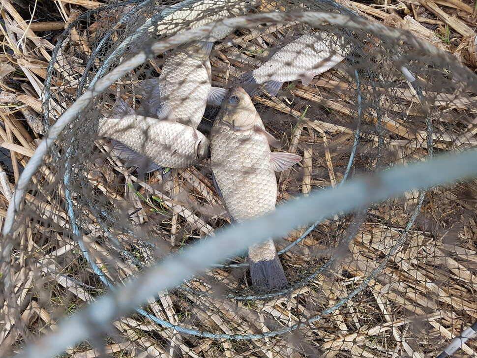 날씨가 따듯해지려나 봅니다 창녕권 조황입니다 (조황조행기 - 낚시점조황)