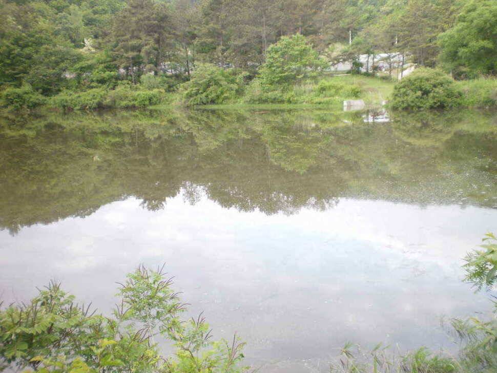 예기치못한 기대속에 올라온36cm의 월척붕어 (조황조행기 - 낚시점조황)