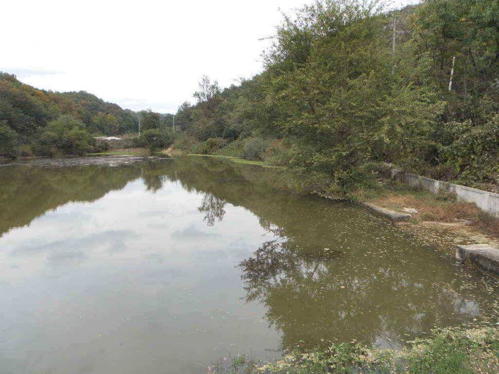 장천쪽 저수지들 (조황조행기 - 낚시점조황)
