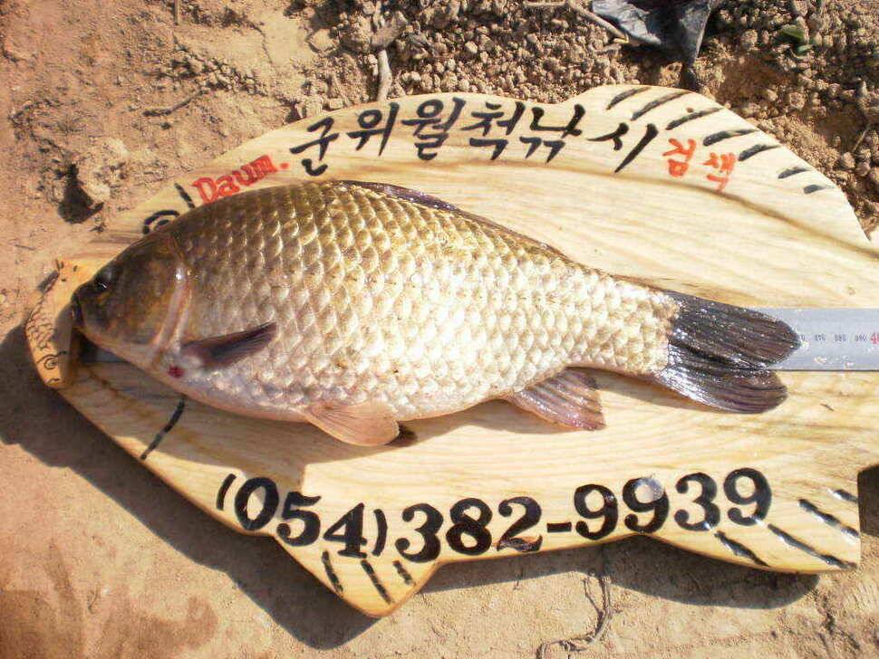 예기치못한 기대속에 올라온36cm의 월척붕어 (조황조행기 - 낚시점조황)