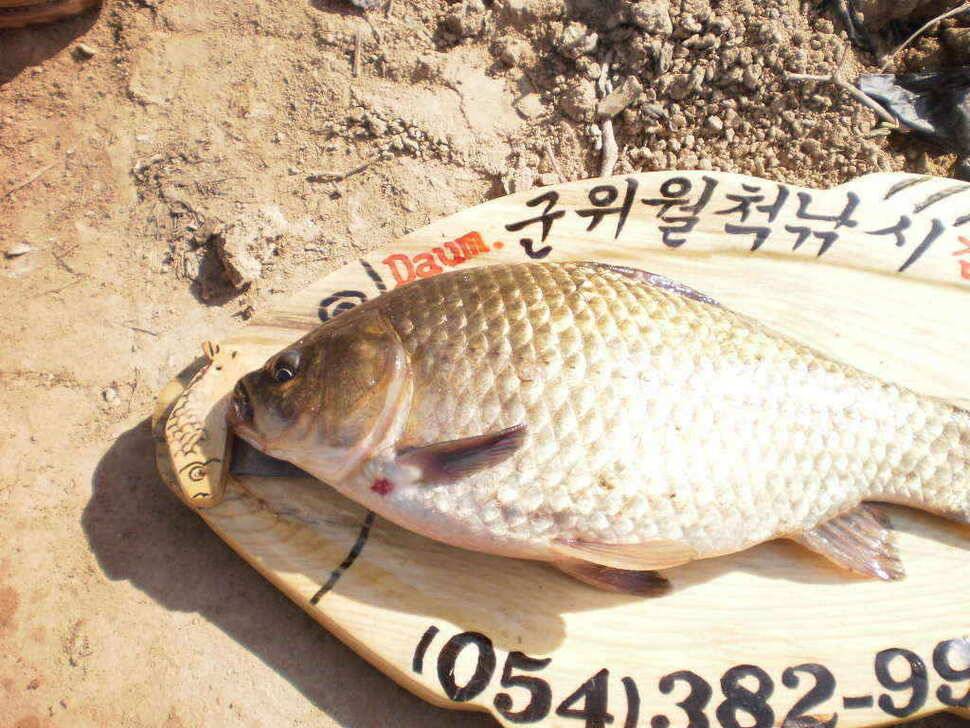 예기치못한 기대속에 올라온36cm의 월척붕어 (조황조행기 - 낚시점조황)
