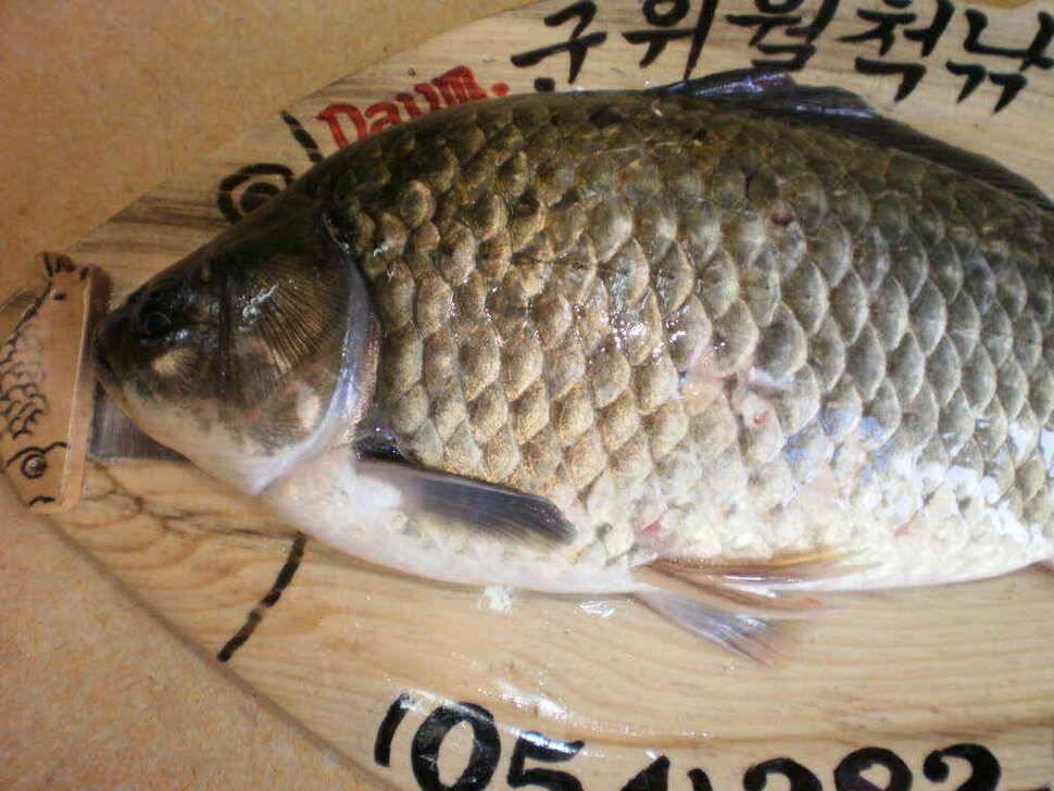 예기치못한 기대속에 올라온36cm의 월척붕어 (조황조행기 - 낚시점조황)