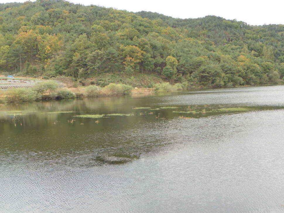 장천쪽 저수지들 (조황조행기 - 낚시점조황)