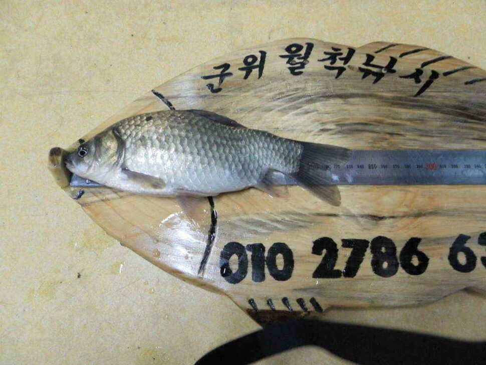 도전해 볼만한 저수지입니다 회원분들 참고하시길 (조황조행기 - 낚시점조황)