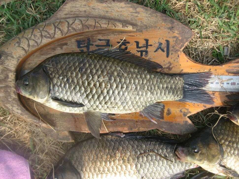 충주탄금호낚시조황 (조황조행기 - 낚시점조황)