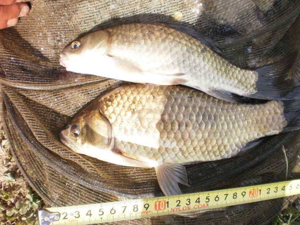 황꽝님께서 낚은월척35cm32cm붕어 (조황조행기 - 낚시점조황)