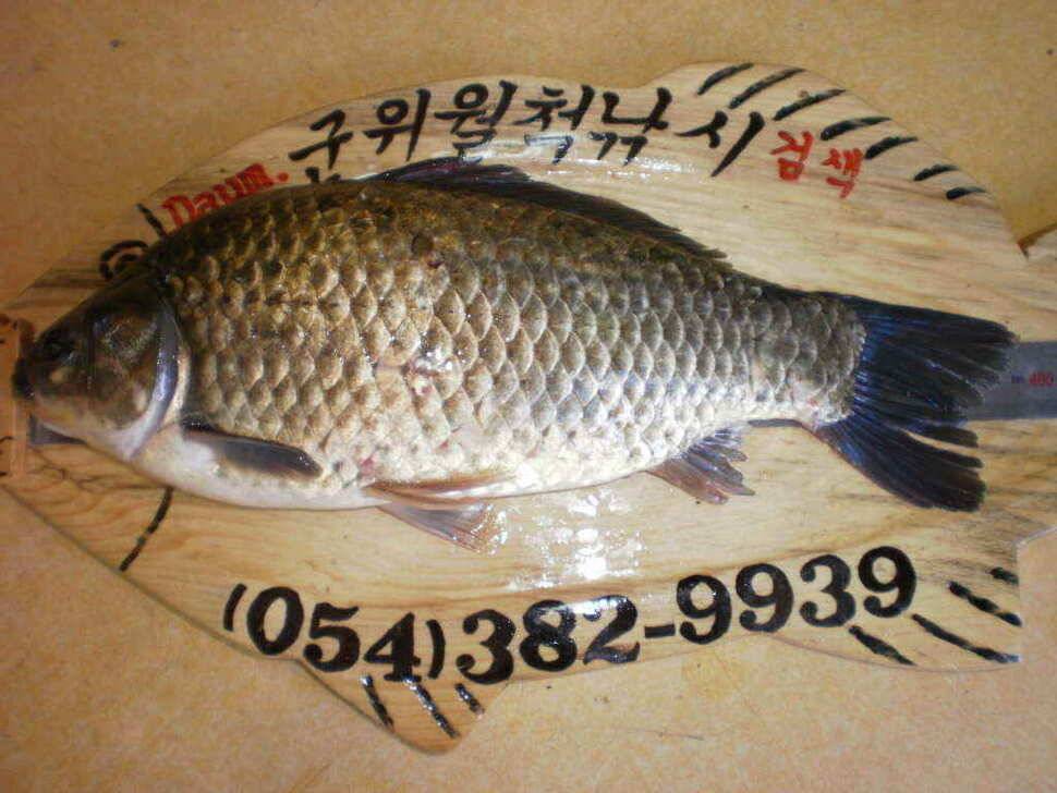 예기치못한 기대속에 올라온36cm의 월척붕어 (조황조행기 - 낚시점조황)
