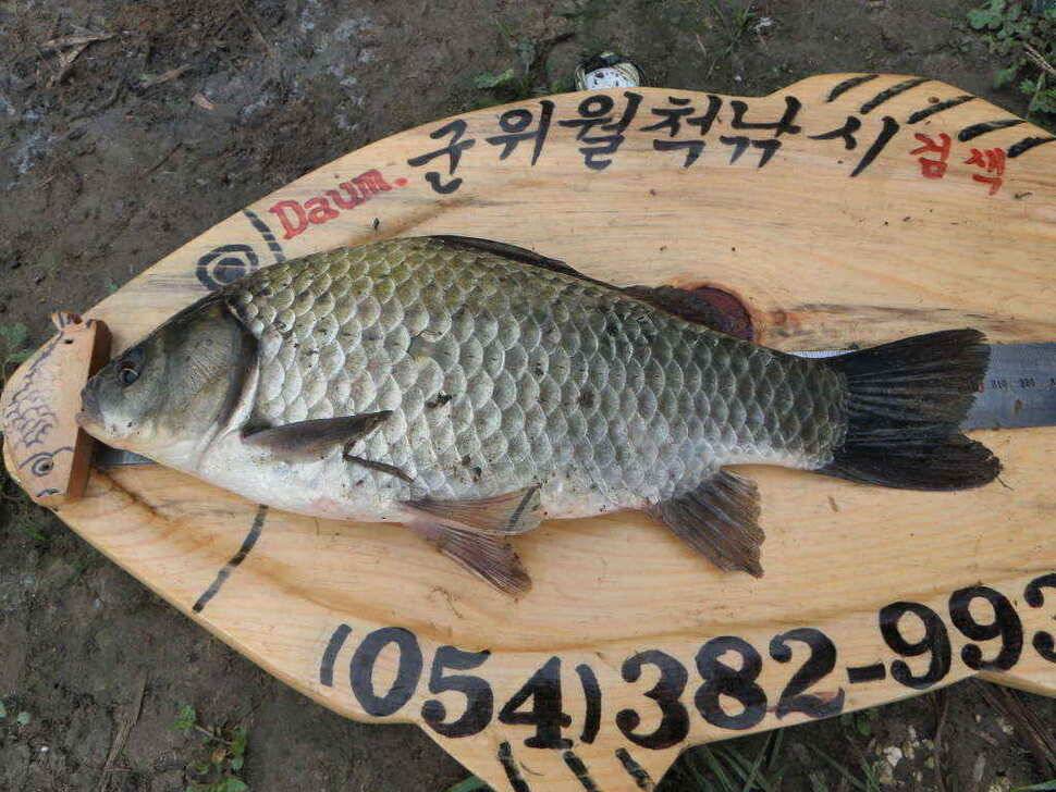 장천쪽 저수지들 (조황조행기 - 낚시점조황)