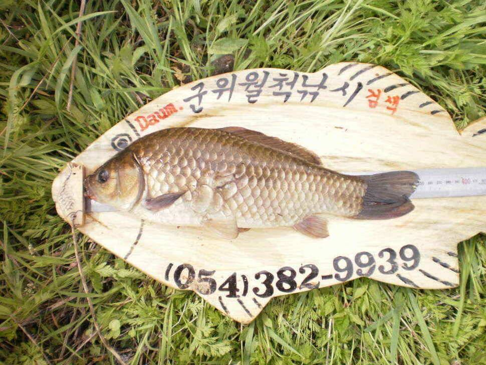 황꽝님께서 낚은월척35cm32cm붕어 (조황조행기 - 낚시점조황)
