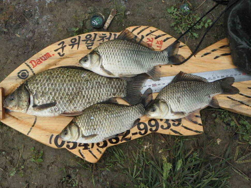 장천쪽 저수지들 (조황조행기 - 낚시점조황)
