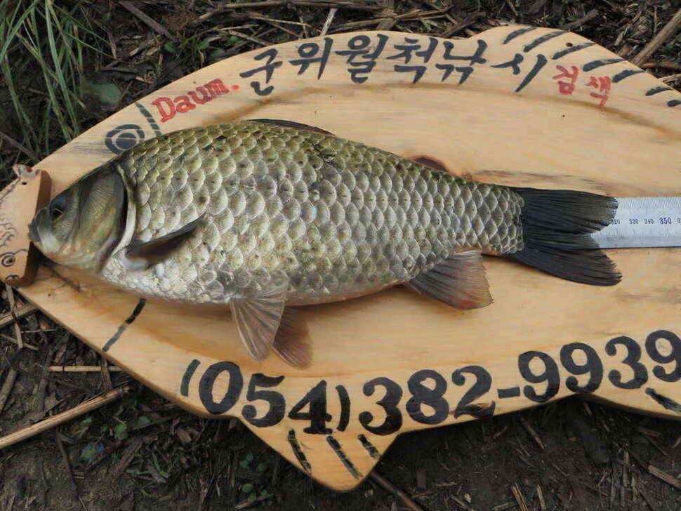 장천쪽 저수지들 (조황조행기 - 낚시점조황)