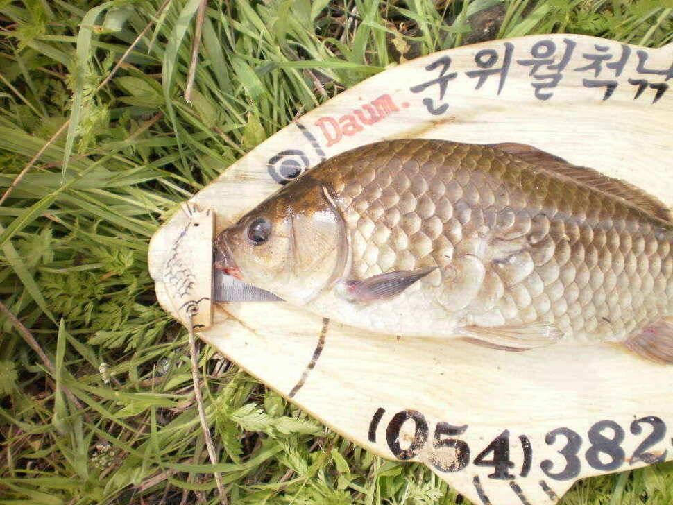 황꽝님께서 낚은월척35cm32cm붕어 (조황조행기 - 낚시점조황)
