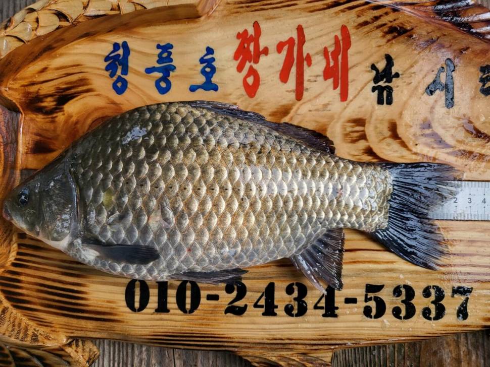 청풍호 좌대노지 조황입니다 (조황조행기 - 낚시점조황)