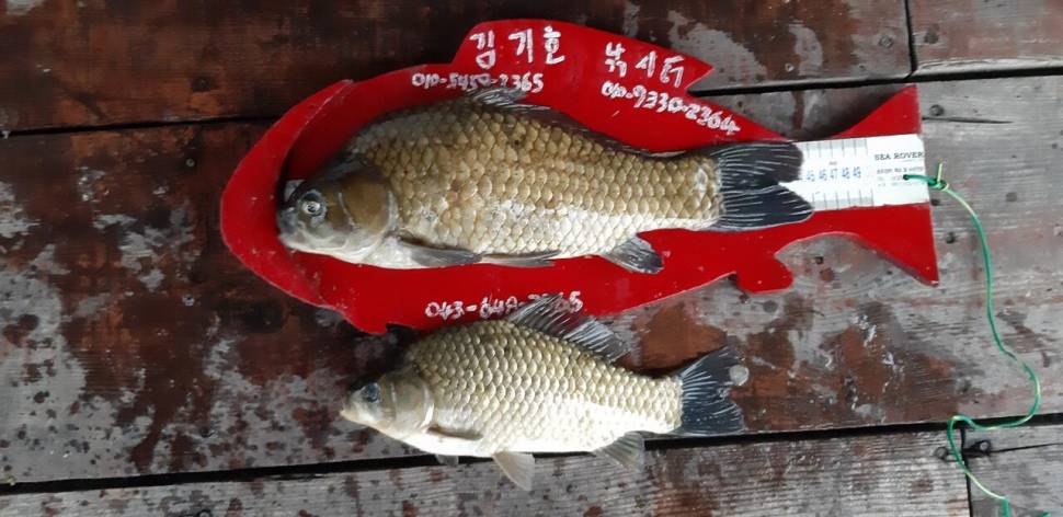청풍호좌대 김기호 44cm (조황조행기 - 낚시점조황)