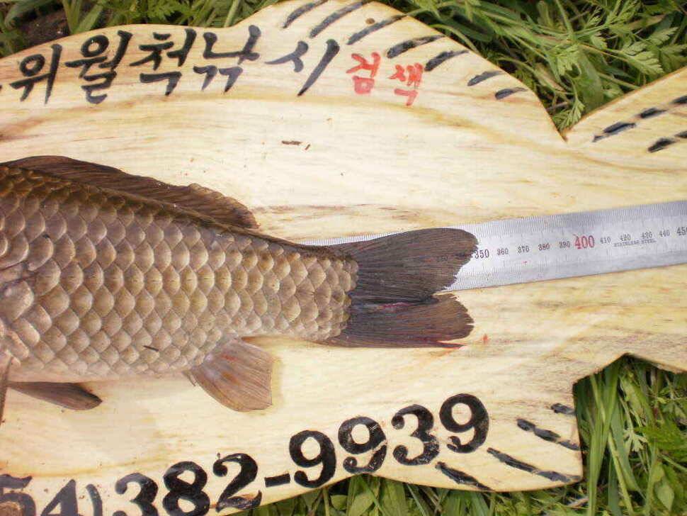 황꽝님께서 낚은월척35cm32cm붕어 (조황조행기 - 낚시점조황)
