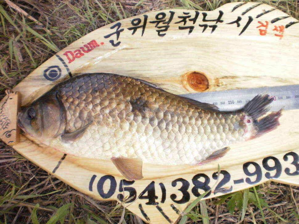 예기치못한 기대속에 올라온36cm의 월척붕어 (조황조행기 - 낚시점조황)