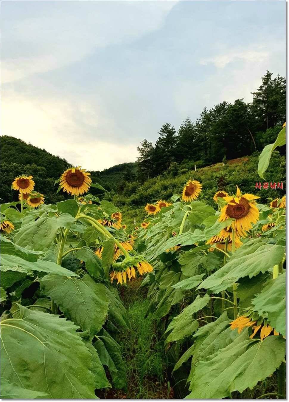 짱가네대물김기호허리급장어 (조황조행기 - 낚시점조황)