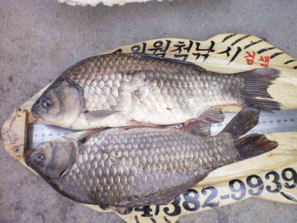 황꽝님께서 낚은월척35cm32cm붕어 (조황조행기 - 낚시점조황)