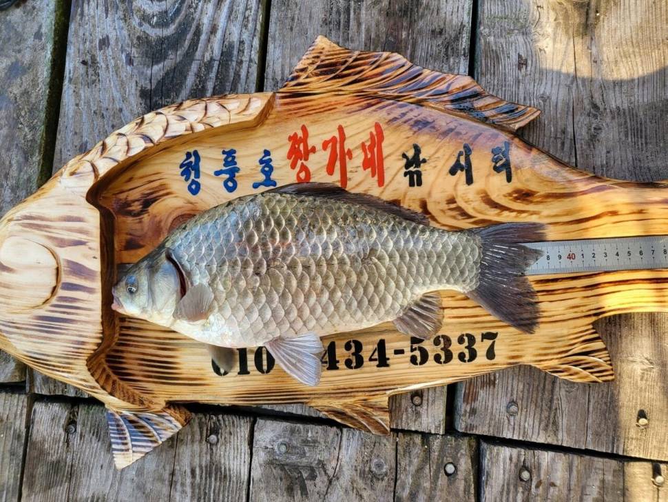 청풍호 짱가네 호조황 소식입니다 (조황조행기 - 낚시점조황)