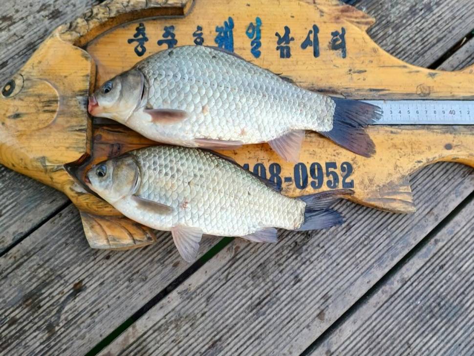 제일월척들 (조황조행기 - 낚시점조황)