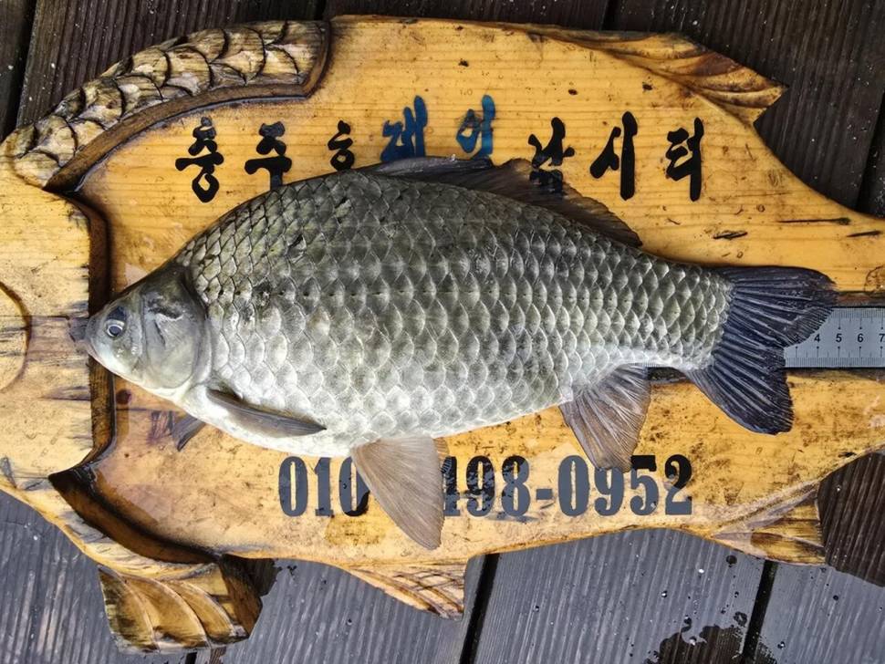 제일연이은4짜허리급월척 (조황조행기 - 낚시점조황)