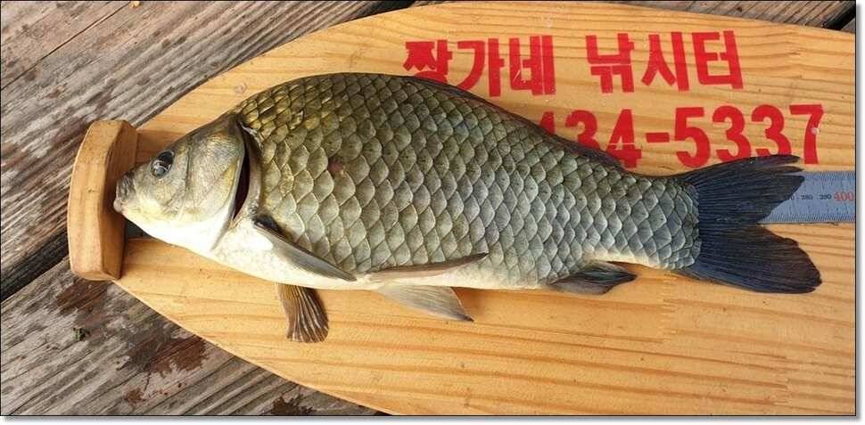 짱가네대물김기호허리급장어 (조황조행기 - 낚시점조황)