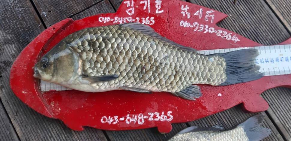 청풍호좌대 김기호 43cm (조황조행기 - 낚시점조황)