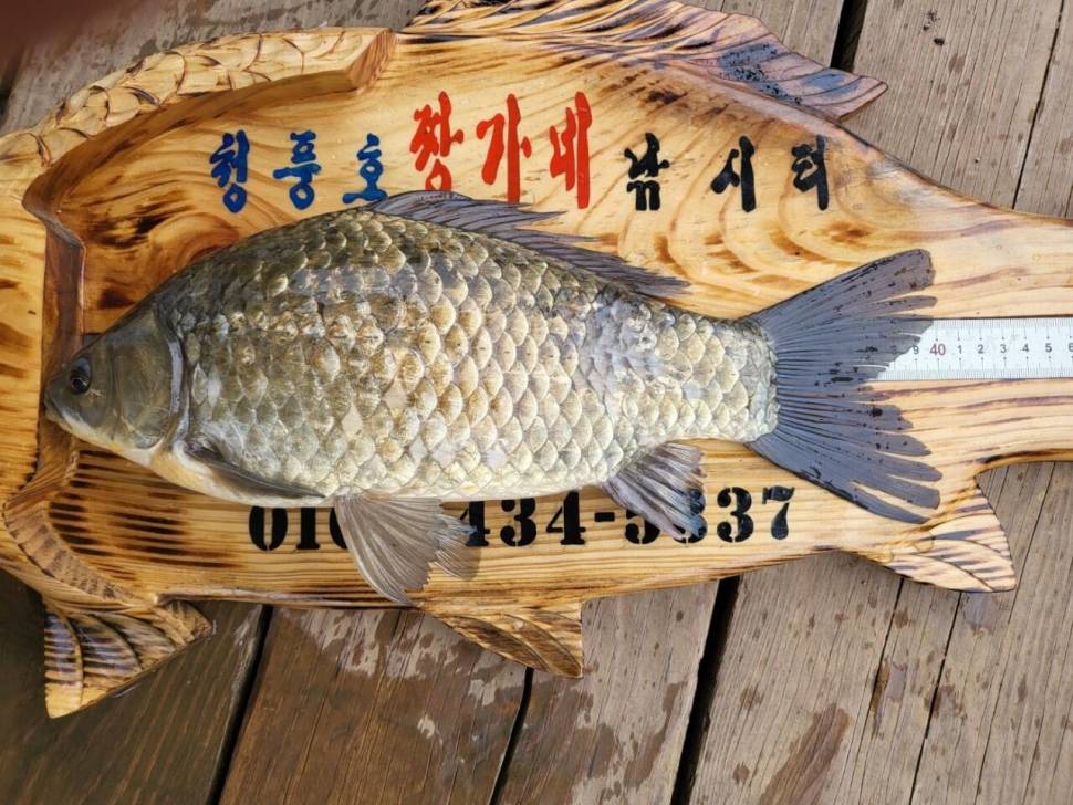 청풍호 짱가네 4짜 노지 조황 소식 (조황조행기 - 낚시점조황)