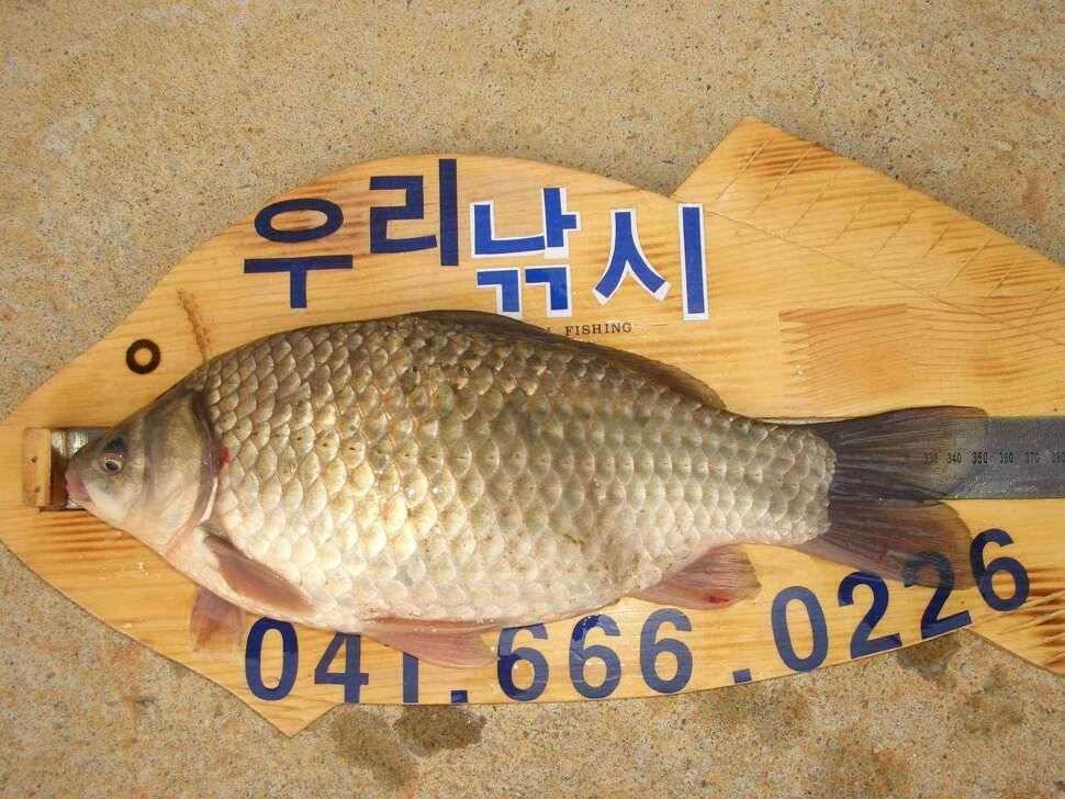서태안권 출조시 참고하세요 (조황조행기 - 낚시점조황)