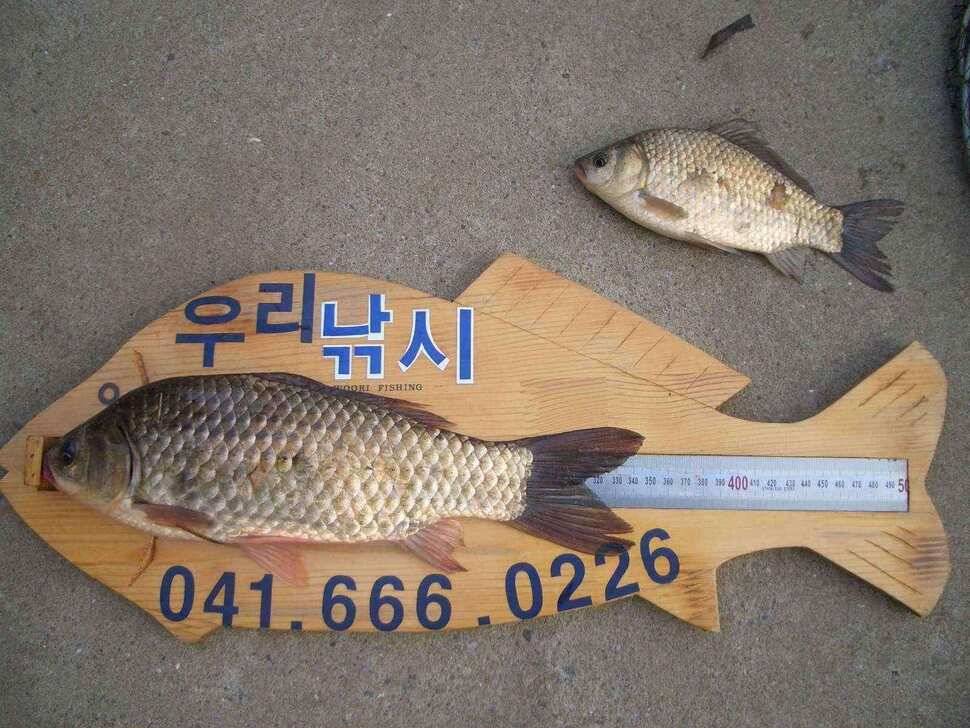 서태안권 출조시 참고하세요 (조황조행기 - 낚시점조황)