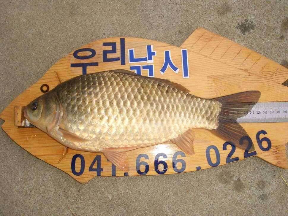 서태안권 출조시 참고하세요 (조황조행기 - 낚시점조황)
