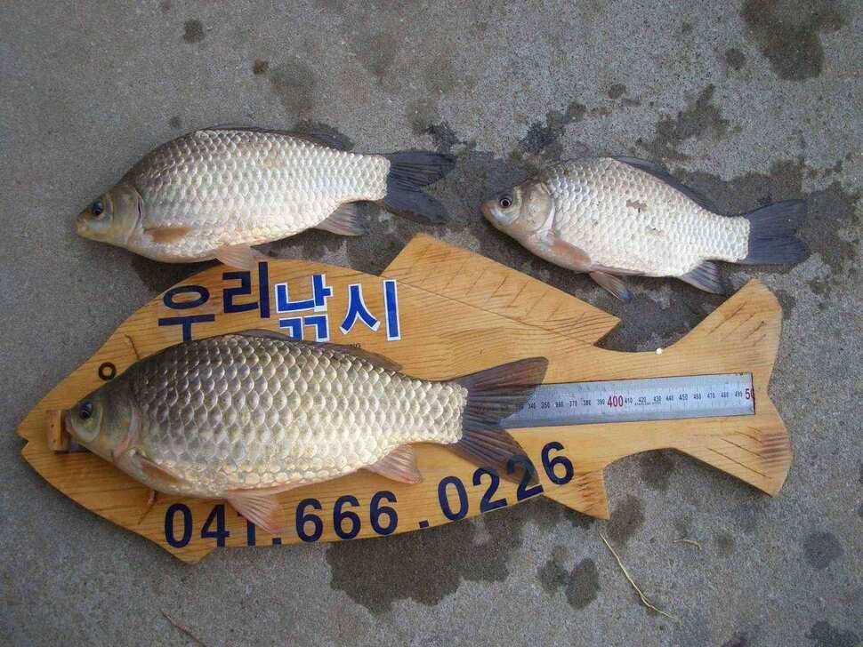 서태안권 출조시 참고하세요 (조황조행기 - 낚시점조황)