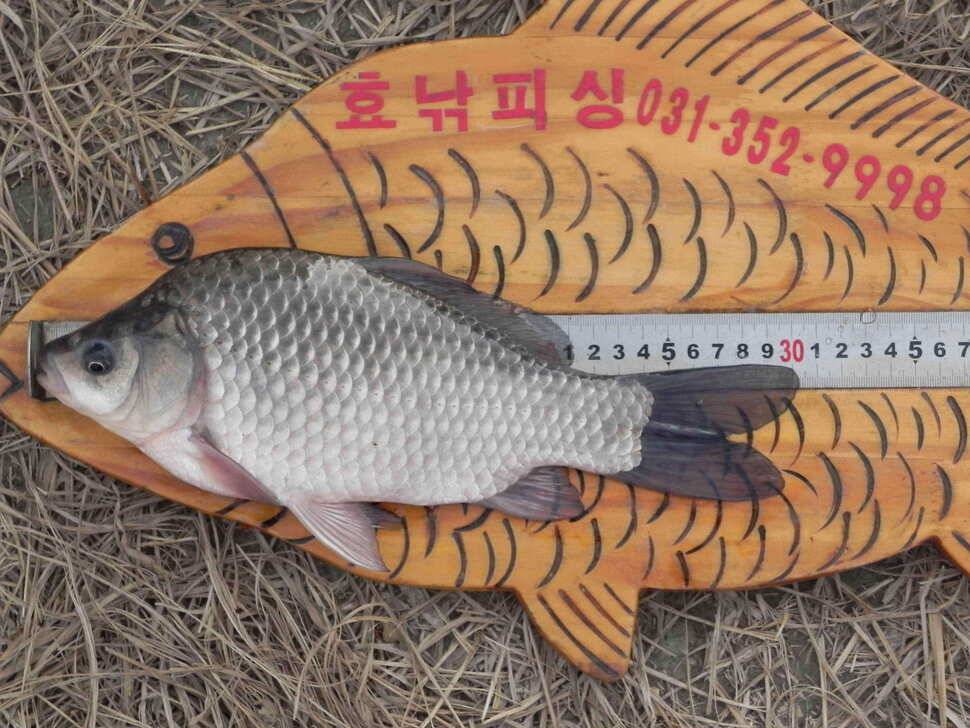 장개수로 탐사 (조황조행기 - 낚시점조황)