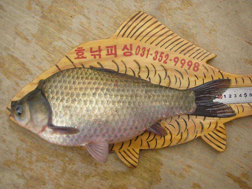 고삼지 토종붕어 입질이 시작됐습니다 (조황조행기 - 낚시점조황)