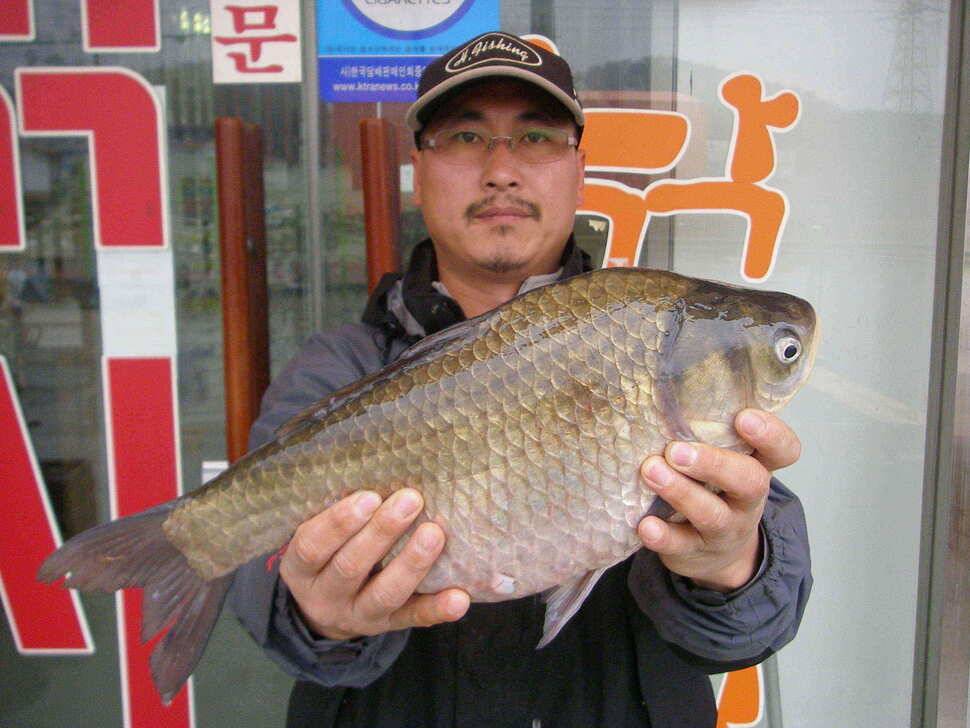 덩치 큰 4자 떡붕어 보세요 (조황조행기 - 낚시점조황)