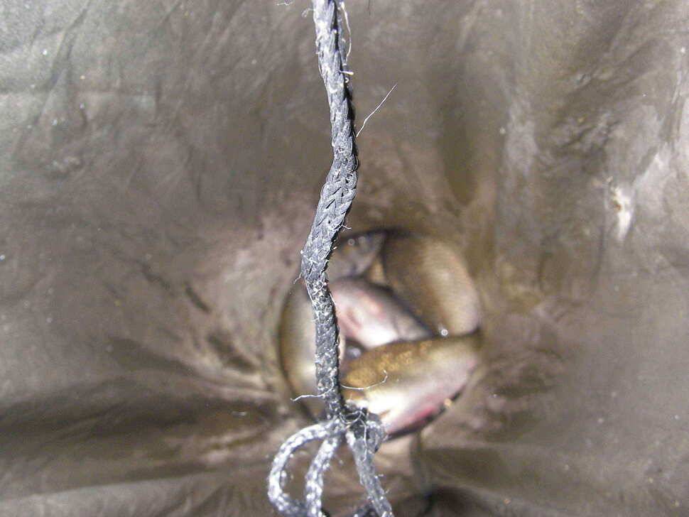 고삼지 떡붕어41cm (조황조행기 - 낚시점조황)