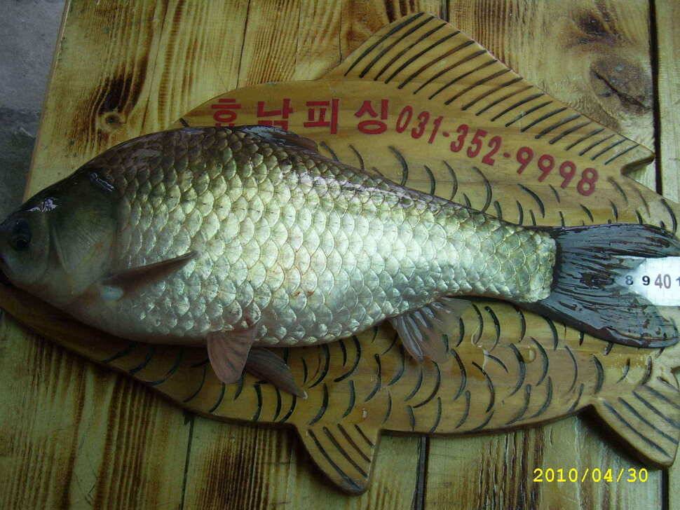 고삼지 떡붕어41cm (조황조행기 - 낚시점조황)