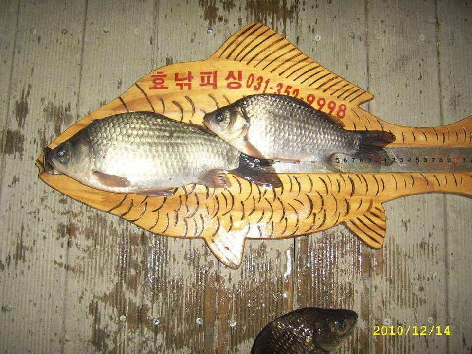 화성권 수로 탐사 (조황조행기 - 낚시점조황)