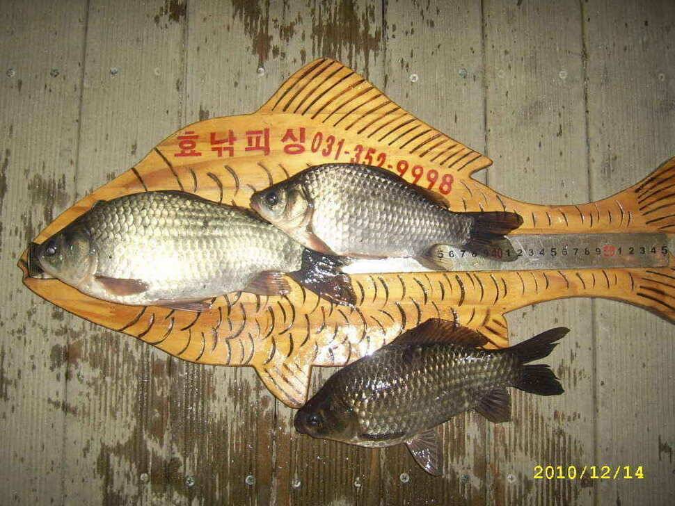화성권 수로 탐사 (조황조행기 - 낚시점조황)