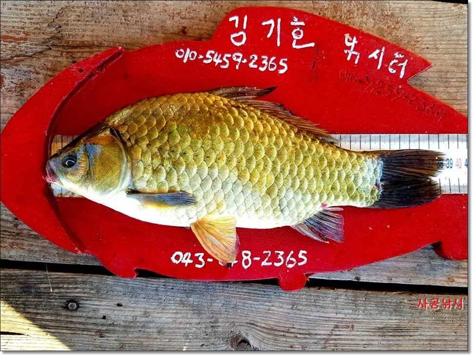 윤4짜대물김기호대물대물장어 (조황조행기 - 낚시점조황)