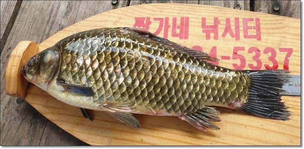 짱가네대물김기호허리급장어 (조황조행기 - 낚시점조황)