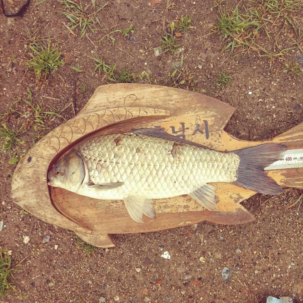 충주탄금호낚시 대물42cm41cm조과 (조황조행기 - 낚시점조황)