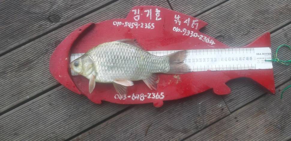 청풍호 김기호좌대 조황소식 (조황조행기 - 낚시점조황)