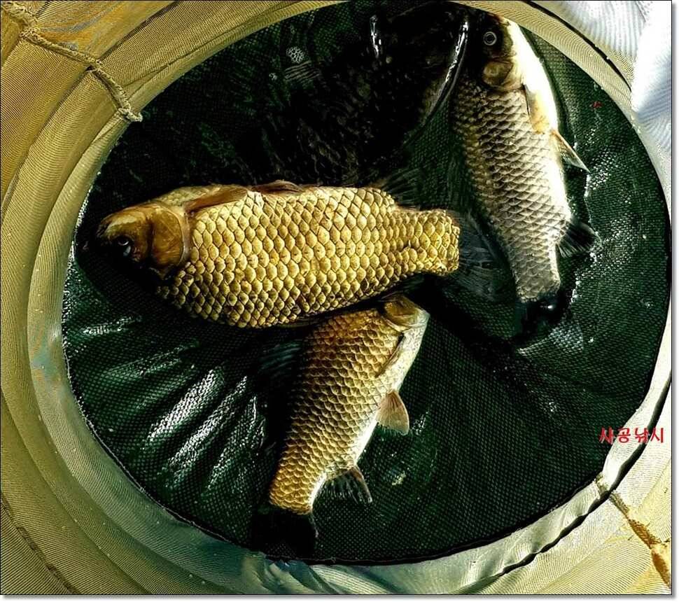 윤4짜대물김기호대물대물장어 (조황조행기 - 낚시점조황)