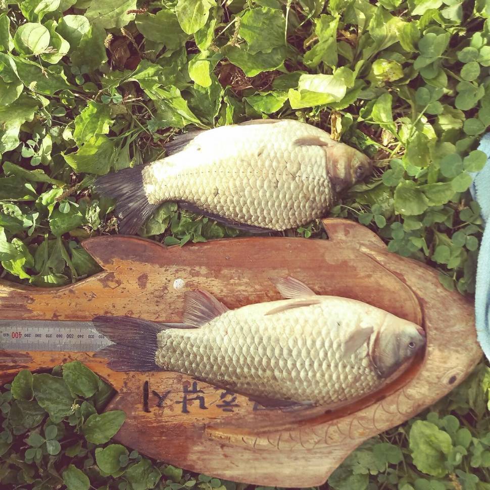 충주탄금호낚시조황 (조황조행기 - 낚시점조황)
