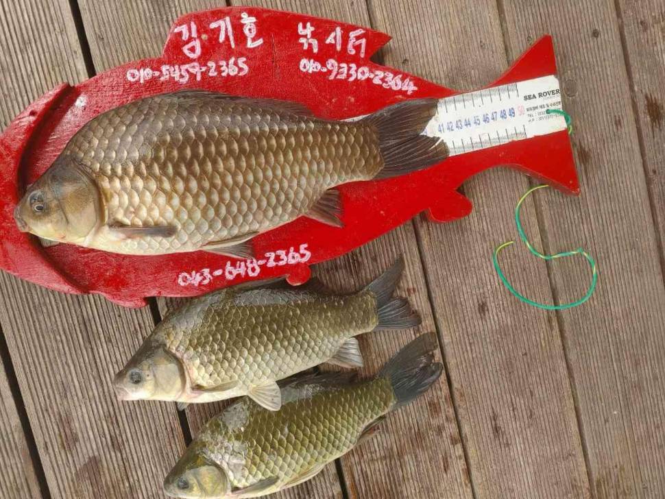 청풍 김기호좌대 멋진 4짜 소식 전합니다 (조황조행기 - 낚시점조황)