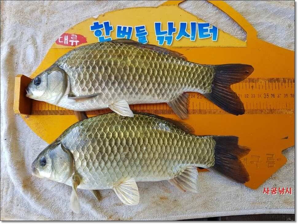 한버들허리급월척문골월척충주호상황이좋아진노지 (조황조행기 - 낚시점조황)