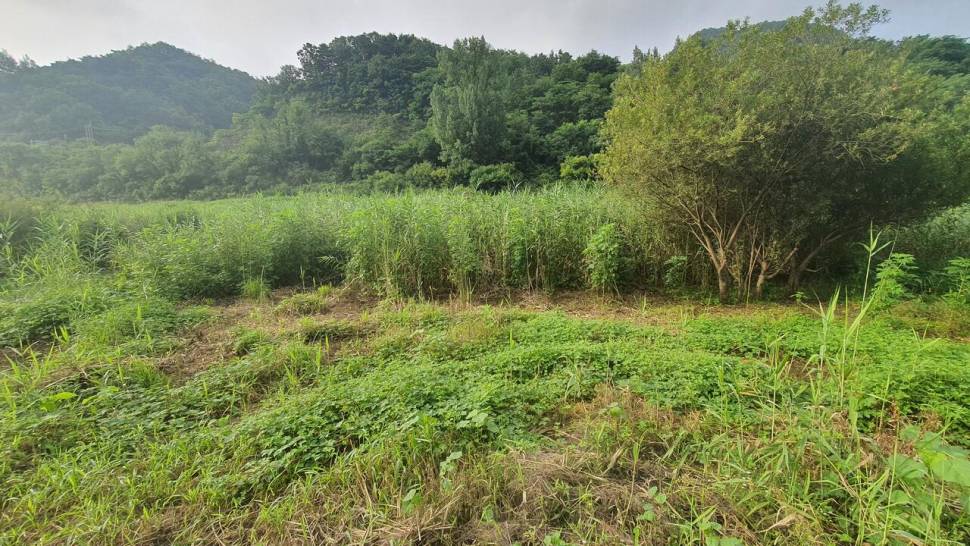 청풍호 노지 상황입니다 (조황조행기 - 낚시점조황)