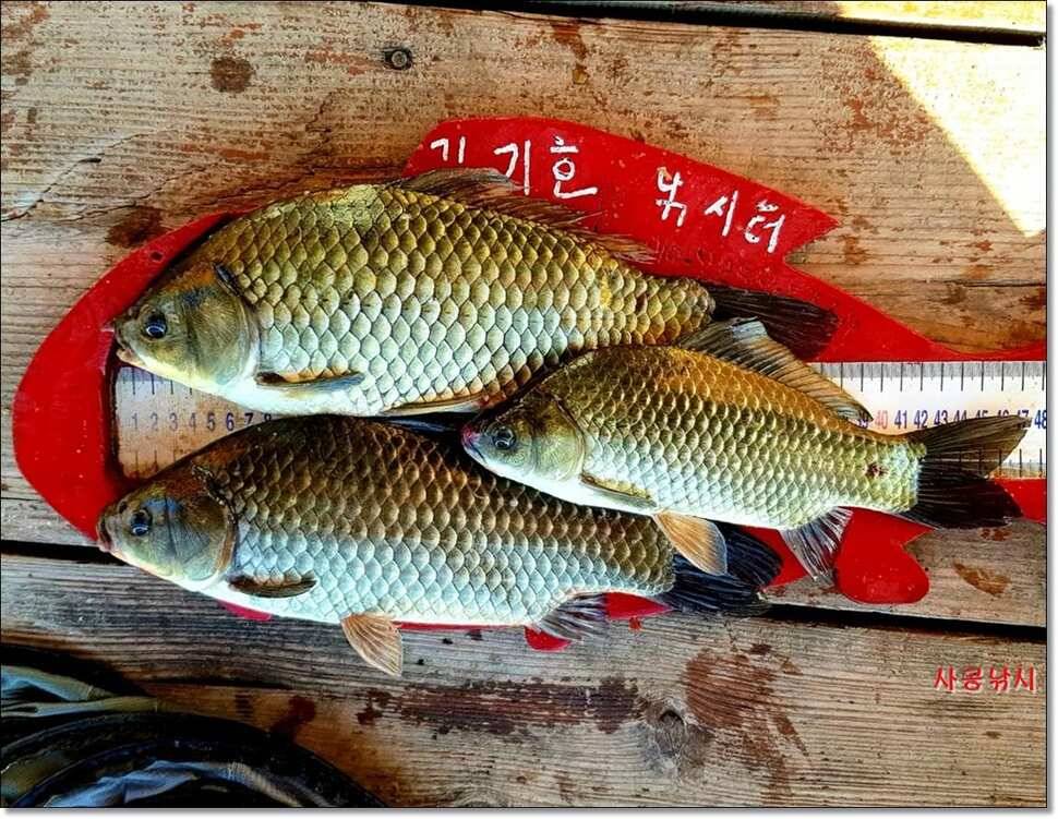 윤4짜대물김기호대물대물장어 (조황조행기 - 낚시점조황)